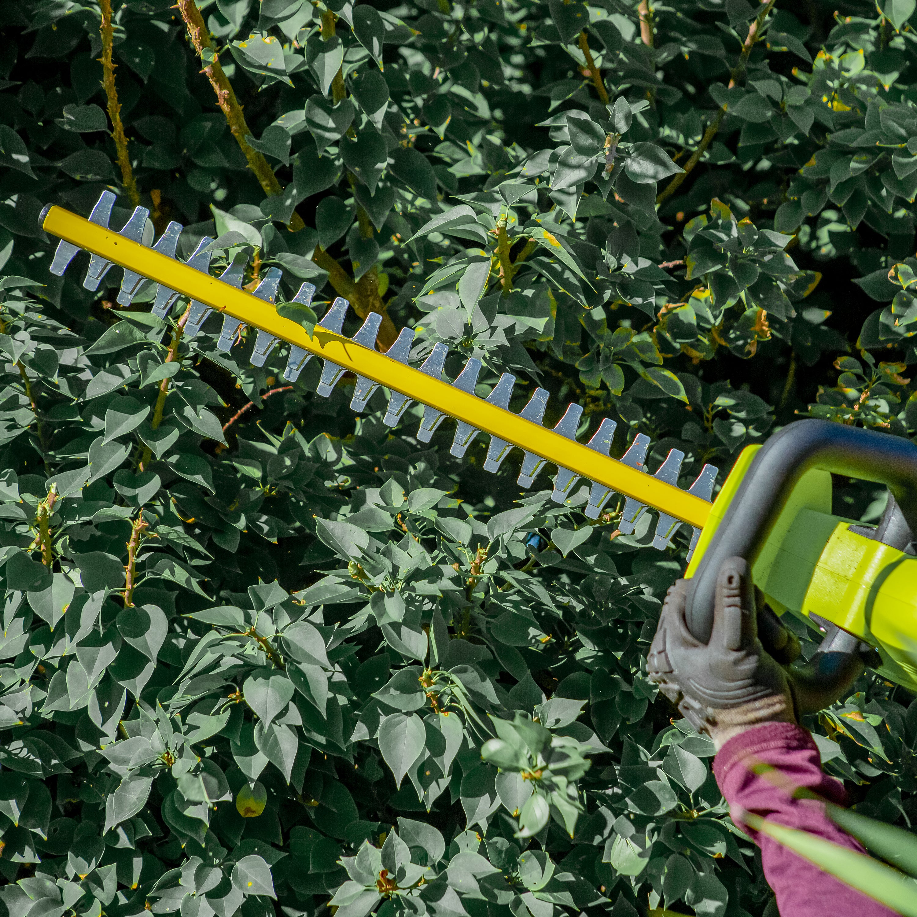 Person using the Side view of the Sun Joe 24-volt 22-inch cordless hedge trimmer to trim a bush.