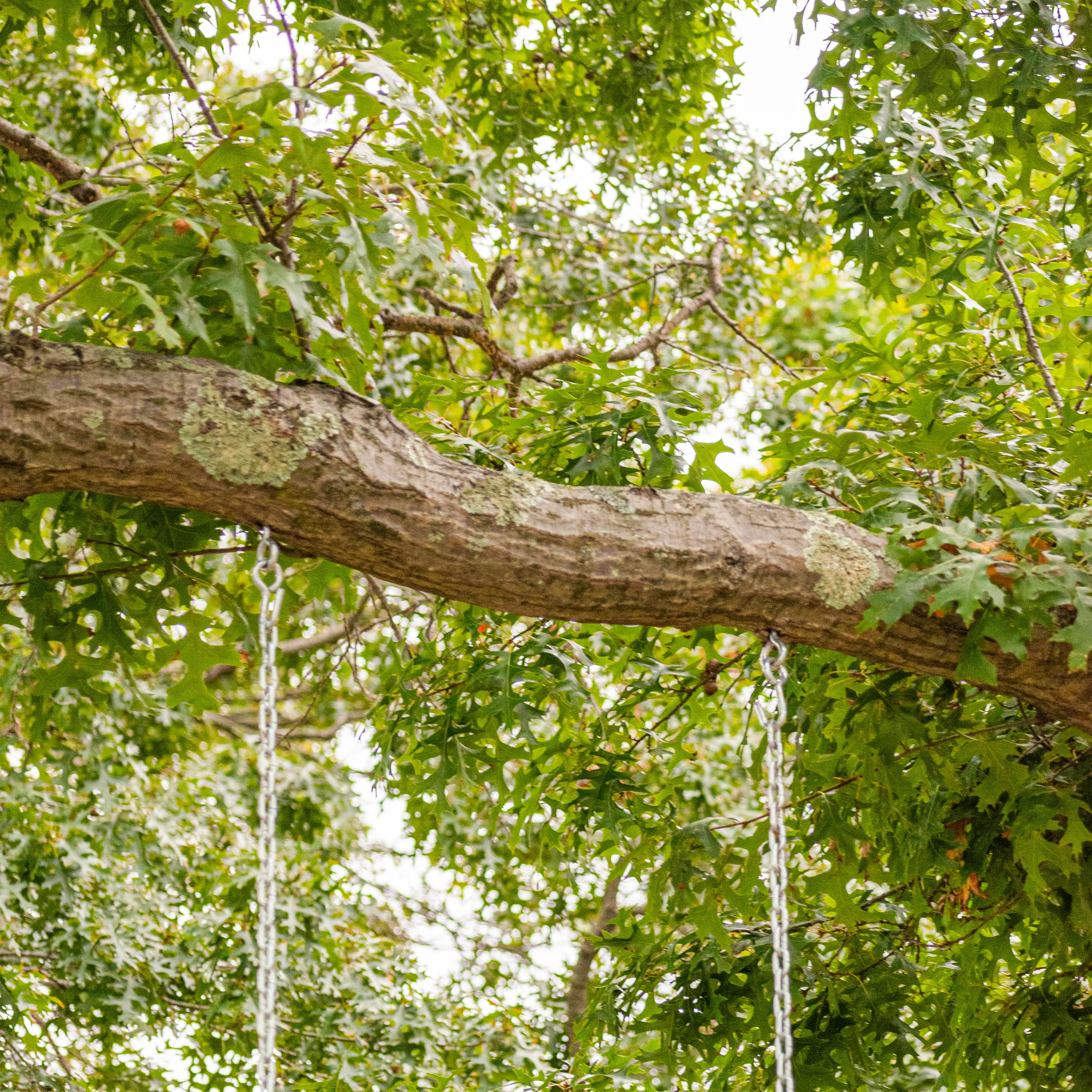 Close-up of the chains secured to a tree.