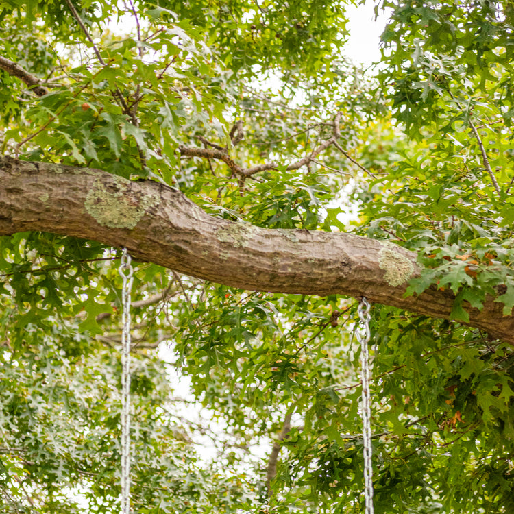 Close-up of the chains secured to a tree.