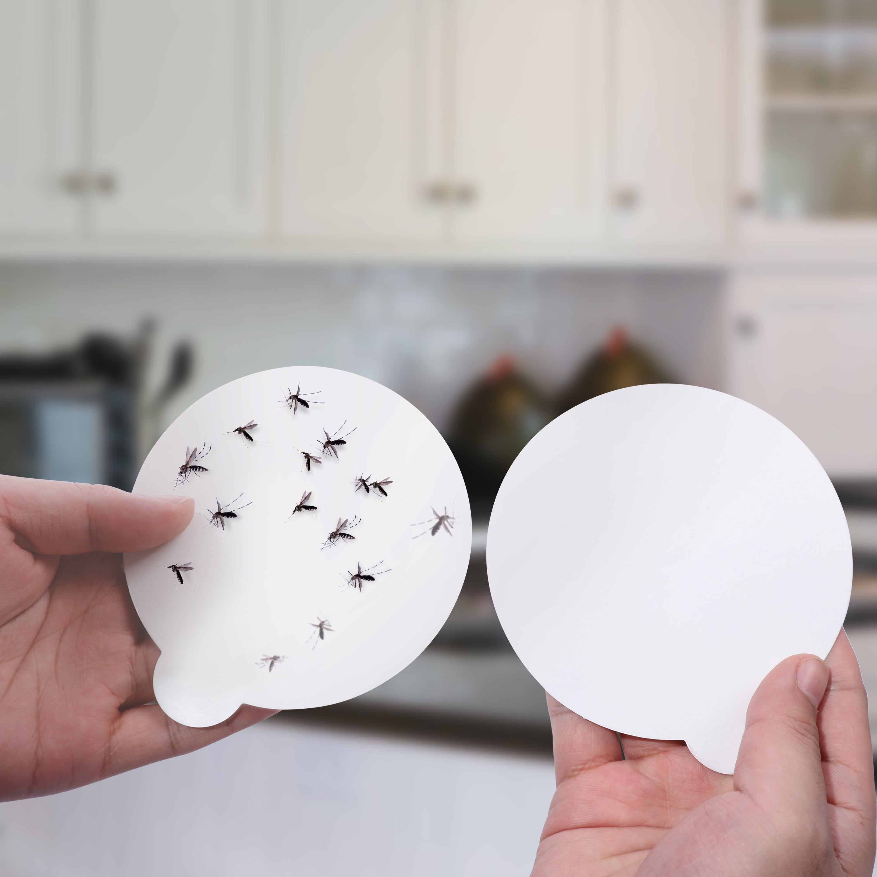 Person holding 2 sticky traps. The one in the left hand is used with insects on it and in the right hand is a new one.