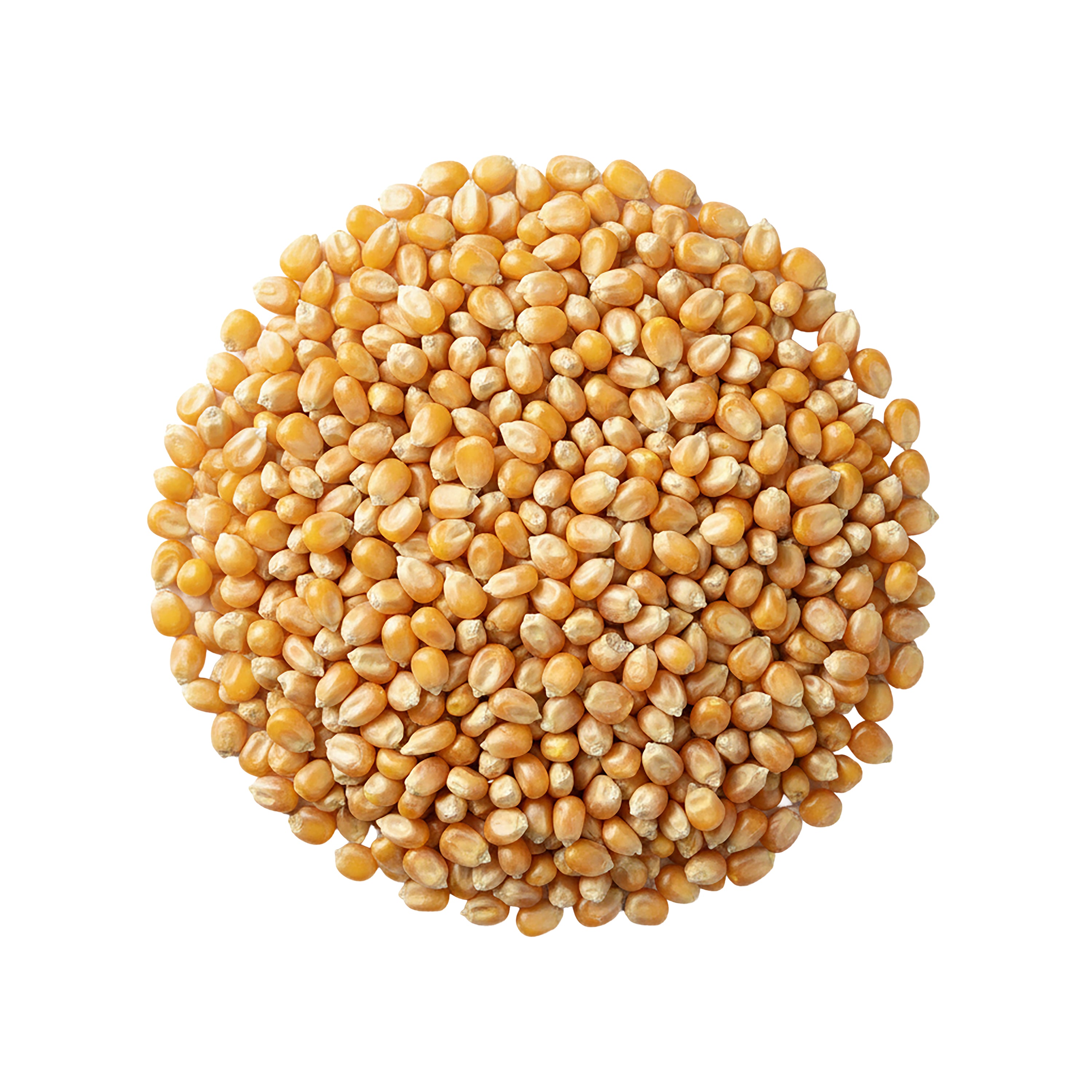 Sun Joe Premium Whole Corn | All Season Feed for Wildlife | Hand-harvested by U.S. Farms. | 50-Lb. Bag