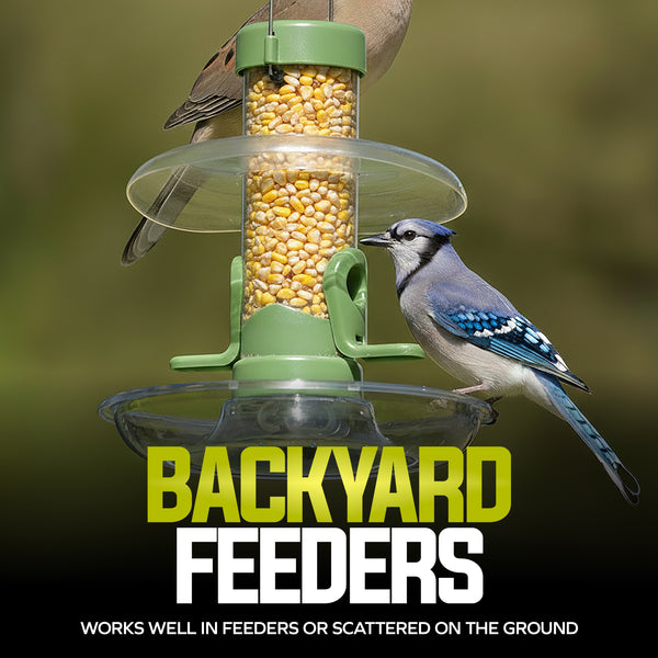 WC50 — Backyard Feeders